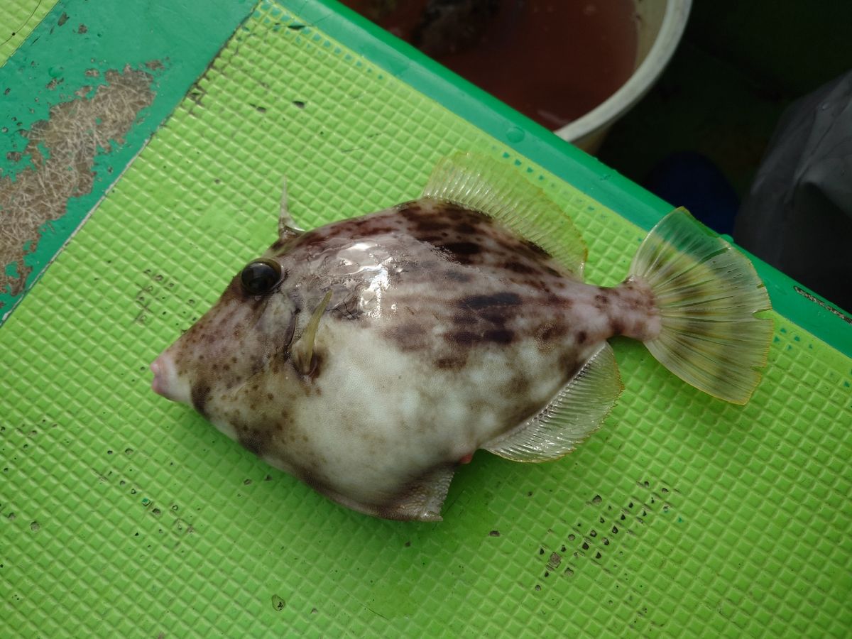 カワハギ太郎さんの釣果 2枚目の画像
