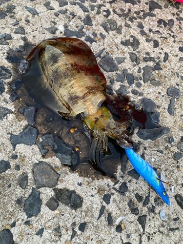 アオリイカの釣果
