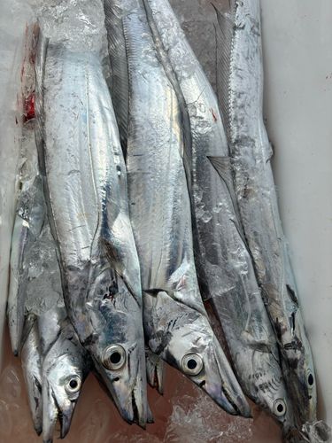 タチウオの釣果