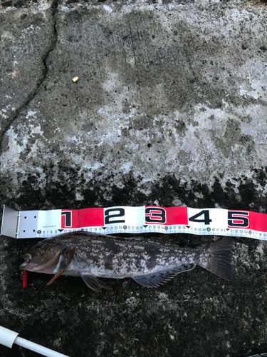 アイナメの釣果