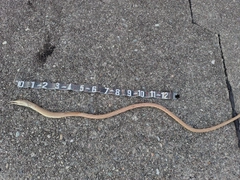 ウミヘビの釣果