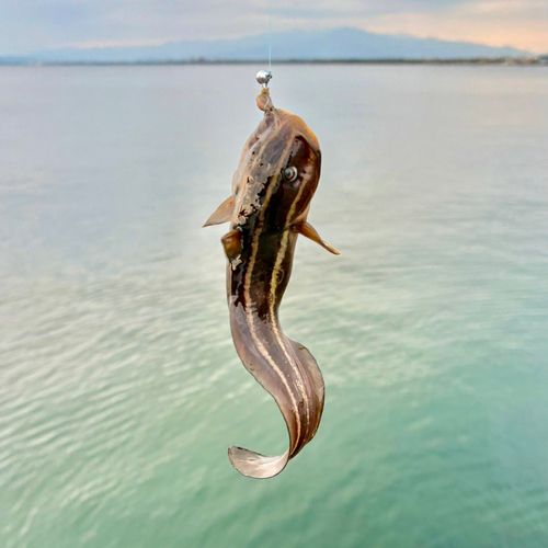 ゴンズイの釣果