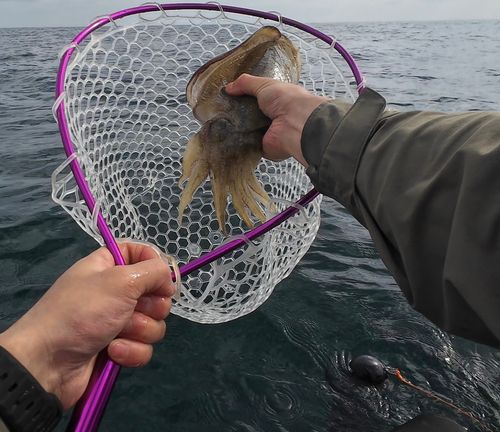 コウイカの釣果