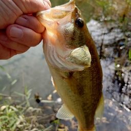 ラージマウスバス