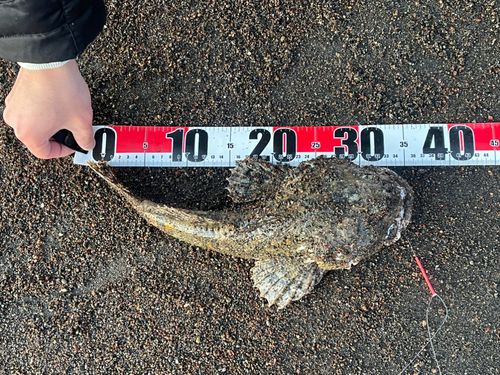 マカジカの釣果