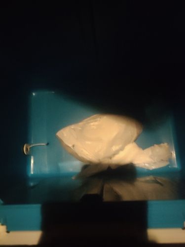 カミナリイカの釣果