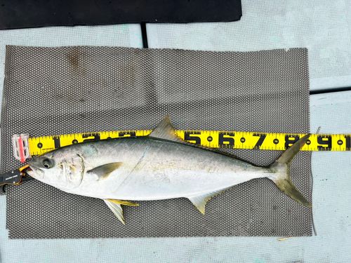 ヒラマサの釣果