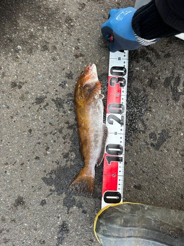 アイナメの釣果