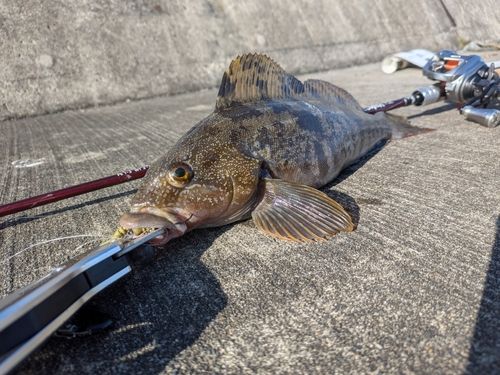 アイナメの釣果