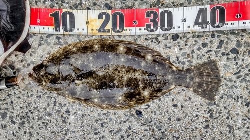 ヒラメの釣果
