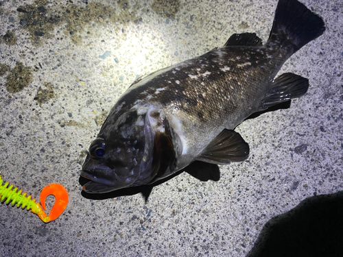 クロソイの釣果