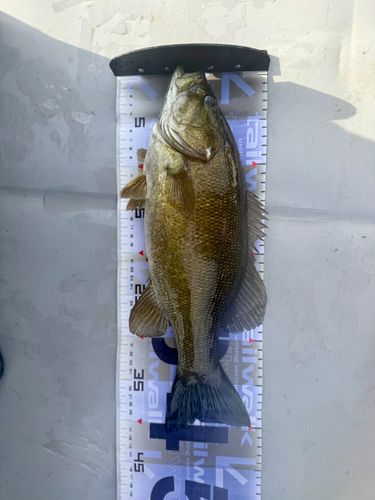 スモールマウスバスの釣果