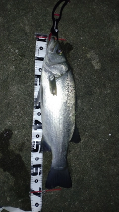 ヒラスズキの釣果