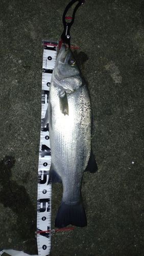 ヒラスズキの釣果