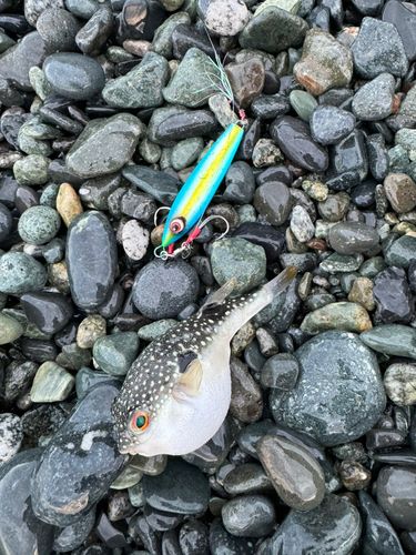 クサフグの釣果