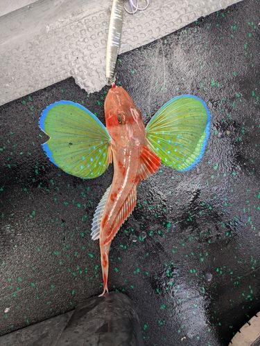 ホウボウの釣果