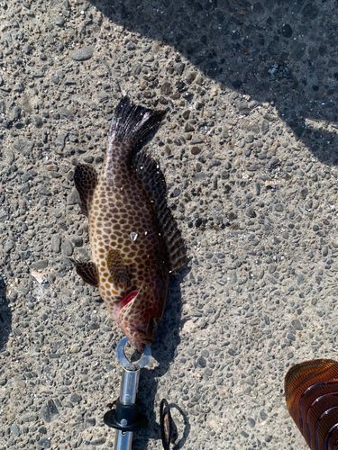 オオモンハタの釣果