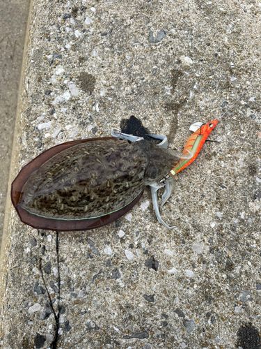 コウイカの釣果