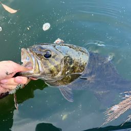 スモールマウスバス