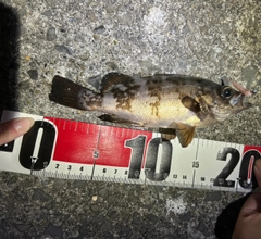 シロメバルの釣果