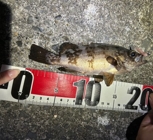 シロメバルの釣果