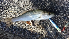 セイゴ（マルスズキ）の釣果