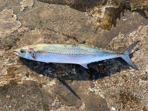 神戸空港親水護岸