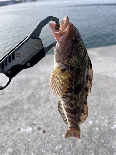 アイナメの釣果