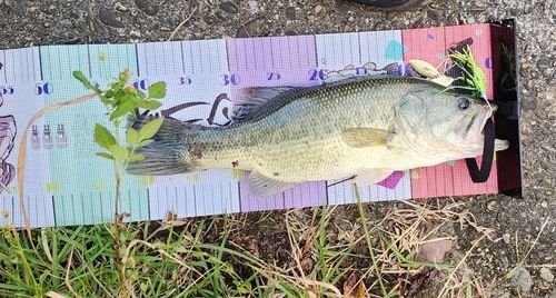 ブラックバスの釣果