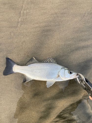 セイゴ（ヒラスズキ）の釣果