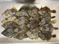 カワハギの釣果