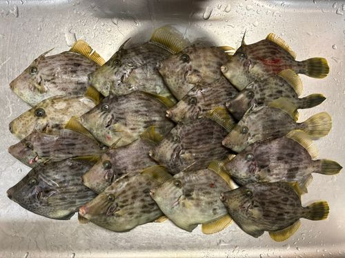 カワハギの釣果