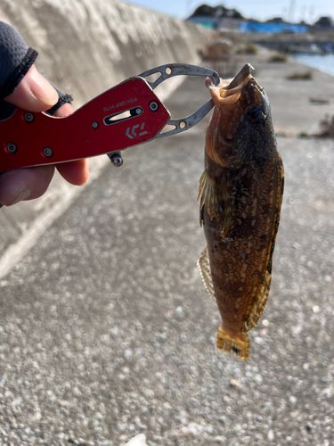 アイナメの釣果