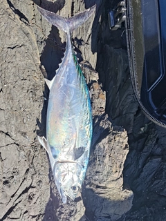 スマガツオの釣果