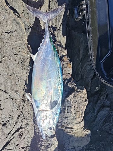 スマガツオの釣果