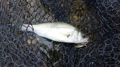 セイゴ（マルスズキ）の釣果