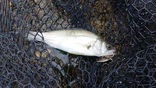 セイゴ（マルスズキ）の釣果