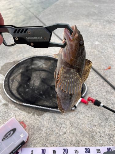 アイナメの釣果