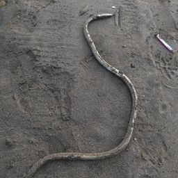 ダイナンウミヘビ