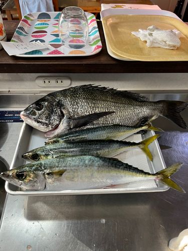 サバの釣果