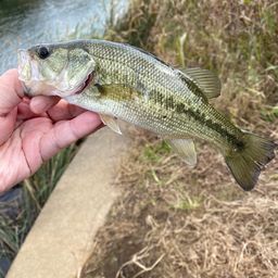 ラージマウスバス