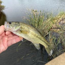 ラージマウスバス