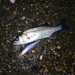 セイゴ（マルスズキ）