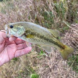 ラージマウスバス