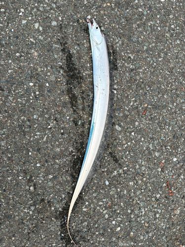 タチウオの釣果