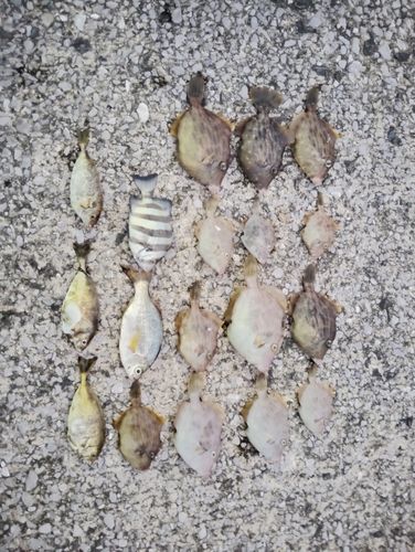 カワハギの釣果