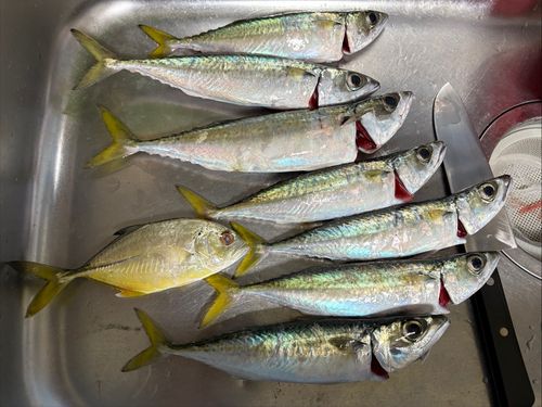 サバの釣果