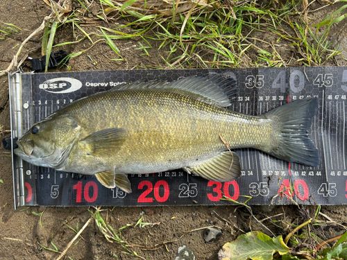 スモールマウスバスの釣果