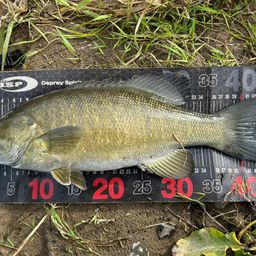 スモールマウスバス