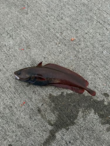 チゴダラの釣果